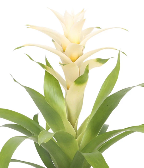 Guzmanie - Guzmania 'Deseo White', In Keramik 4 Guzmanie - Guzmania 'Deseo White', In Keramik – Bild 4