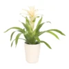 Guzmanie - Guzmania 'Deseo White', In Keramik