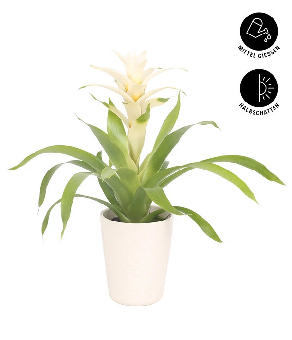Guzmanie - Guzmania 'Deseo White', In Keramik 2 Guzmanie - Guzmania 'Deseo White', In Keramik – Bild 2