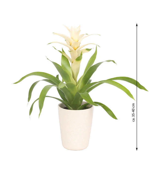 Guzmanie - Guzmania 'Deseo White', In Keramik 3 Guzmanie - Guzmania 'Deseo White', In Keramik – Bild 3
