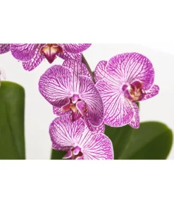 Schmetterlingsorchidee - Phalaenopsis Cultivaris 'Cascade', Verschiedene Sorten -Progarden Pflanzen Verkäufe 8634685 PR DE 001 SchmetterlingsorchideePhalaenopsisCascade1TrieberT12DehnerExpressZS