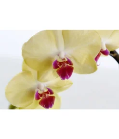Schmetterlingsorchidee - Phalaenopsis Cultivaris 'Cascade', Verschiedene Sorten -Progarden Pflanzen Verkäufe 8634685 PR DE 002 SchmetterlingsorchideePhalaenopsisCascade1TrieberT12DehnerExpressZS