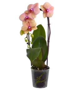 Schmetterlingsorchidee - Phalaenopsis Cultivaris 'Cascade', Verschiedene Sorten -Progarden Pflanzen Verkäufe 8634685 PR FS 003 SchmetterlingsorchideePhalaenopsisCascade1TrieberT12DehnerExpressZS