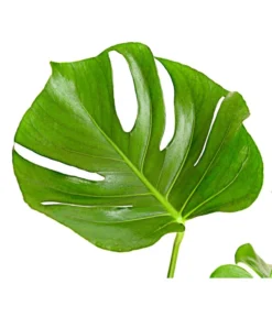 Fensterblatt - Monstera Deliciosa -Progarden Pflanzen Verkäufe 8648255 PR DE 001 FensterblattMonsteraDeliciosaT21DehnerExpressHerzig