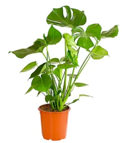 Fensterblatt - Monstera Deliciosa