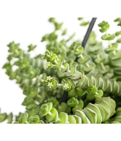 Felsendickblatt - Crassula Rupestris Subsp. Marnieriana 'Hottentot', Ampel -Progarden Pflanzen Verkäufe 8652596 PR DE 001 CrassulaHottentotFelsenDickblattAmpelT14DehnerExpressHerzig