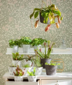 Kap-Sonnentau - Drosera Capensis -Progarden Pflanzen Verkäufe 8654162 WE MO FleischfresserCarnevoire