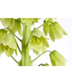 Persische Kaiserkrone -Progarden Pflanzen Verkäufe 8664708 PR DE 002 KaiserkroneFritillariaPersicaT19DehnerExpressZS