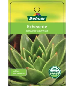 Echeverie - Echeveria Agavoides -Progarden Pflanzen Verkäufe 8672636 Echeveriaagavoides 22022017 1