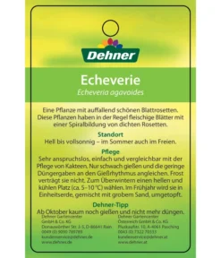 Echeverie - Echeveria Agavoides -Progarden Pflanzen Verkäufe 8672636 Echeveriaagavoides 22022017 2