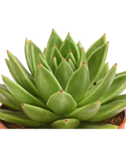 Echeverie - Echeveria Agavoides -Progarden Pflanzen Verkäufe 8672636 WE DE 001 EcheveriaAgavoidesT10DehnerExpressHerzig