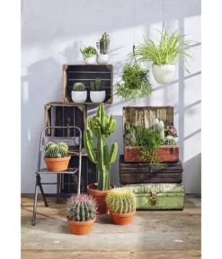 Ferokaktus - Ferocactus Stainesii -Progarden Pflanzen Verkäufe 8674533 PR MO 001 KakteenSukkulentenGC12