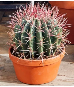 Ferokaktus - Ferocactus Stainesii -Progarden Pflanzen Verkäufe 8674806 PR MO 001 FerokaktusFerocactusStainesiiAusschnittMoodBL12