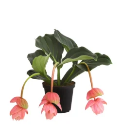 Medinille - Medinilla 'Piccolini'