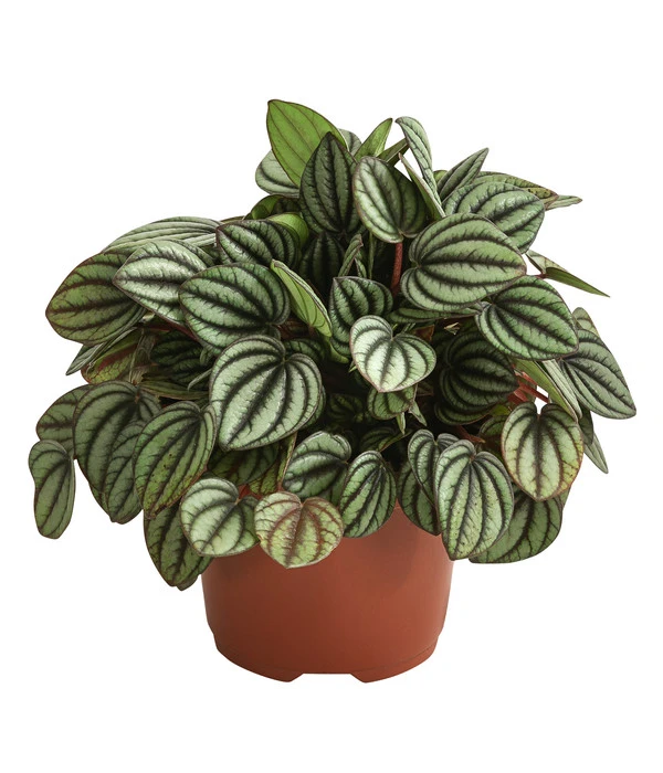 Peperomie - Peperomia Albovittata 'Piccolo Banda' 1 Peperomie - Peperomia Albovittata 'Piccolo Banda'