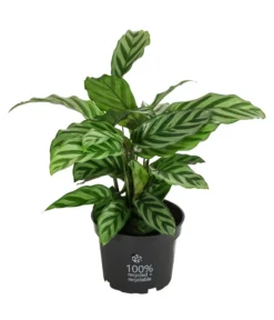 Korbmarante - Calathea 'Freddy'