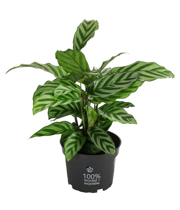 Korbmarante - Calathea 'Freddy' 1 Korbmarante - Calathea 'Freddy'