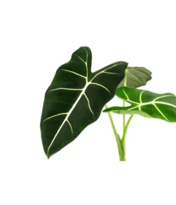 Pfeilblatt - Alocasia Micholitziana 'Frydek' -Progarden Pflanzen Verkäufe 8715575 WE DE 001 AlocasiaFrydeckT14