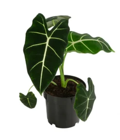 Pfeilblatt - Alocasia Micholitziana 'Frydek'