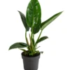 Baumfreund - Philodendron 'Imperial Green'