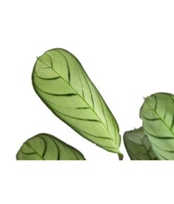 Korbmarante - Ctenanthe Burle-marxii -Progarden Pflanzen Verkäufe 8720930 PR DE 001 CtenantheAmagrisT12 DehnerExpressHerzig