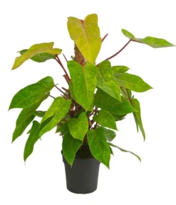 Baumfreund - Philodendron 'Painted Lady'