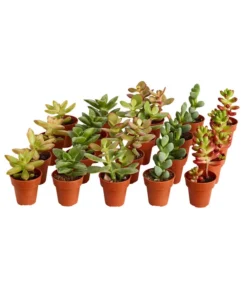 Mini Sukkulenten, Verschiedene Sorten