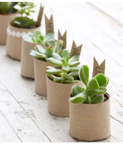 Mini Sukkulenten, Verschiedene Sorten 5 Mini Sukkulenten, Verschiedene Sorten -Progarden Pflanzen Verkäufe 8722514 PR MO 006 Sukkulenten