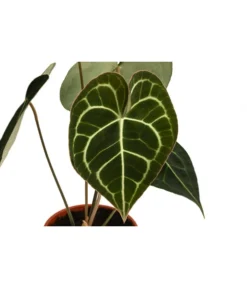 Herzblattblume - Anthurium Clarinervium -Progarden Pflanzen Verkäufe 8722985 WE DE 001 HerzblattblumeAnthuriumClarinerviumT12