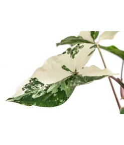 Purpurtute - Syngonium Podophyllum 'Albo Variegata', Panaschiert -Progarden Pflanzen Verkäufe 8723694 WE DE 001 PurpurtuteAlboVariegatumT14