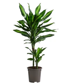 Drachenbaum - Dracaena Fragrans 'Cintho'