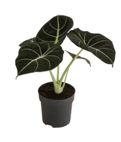 Pfeilblatt - Alocasia Reginula 'Black Velvet'
