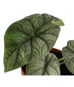 Pfeilblatt - Alocasia 'Melo' -Progarden Pflanzen Verkäufe 8731564 WE DE 001 Alocasia Melo T14