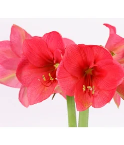 Amaryllis - Hippeastrum-Hybride, Zweitriebig, Sonderfarben -Progarden Pflanzen Verkäufe 8736175 PR DE 002 AmaryllisHippeastrum2TrieberSofaT13DehnerExpressHerzig