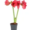 Amaryllis - Hippeastrum-Hybride, Zweitriebig, Sonderfarben