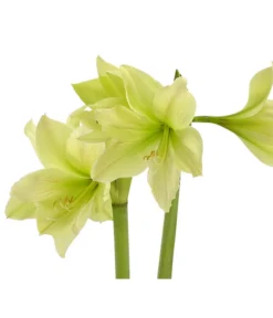 Amaryllis - Hippeastrum-Hybride, Zweitriebig, Sonderfarben -Progarden Pflanzen Verkäufe 8736175 WE DE 002 HippeastrumWeissAmaryllis2TrSofaHerzig