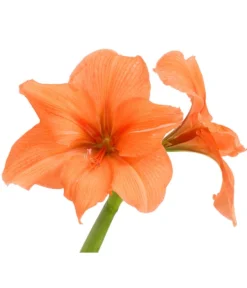 Amaryllis - Hippeastrum-Hybride, Zweitriebig, Sonderfarben -Progarden Pflanzen Verkäufe 8736175 WE DE 003 HippeastrumAmaryllis2TrSofaHerzig