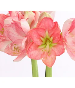 Amaryllis - Hippeastrum-Hybride, Zweitriebig, Sonderfarben -Progarden Pflanzen Verkäufe 8736175 WE DE 004 AmaryllisRosaSofHippeastrum2TrieberRosaDehnerExpressHerzig