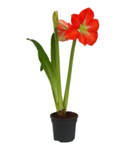 Amaryllis - Hippeastrum-Hybride, Zweitriebig, Sonderfarben -Progarden Pflanzen Verkäufe 8736175 WE FS 001 HippeastrumAmaryllis2TrSofa