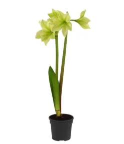 Amaryllis - Hippeastrum-Hybride, Zweitriebig, Sonderfarben -Progarden Pflanzen Verkäufe 8736175 WE FS 002 HippeastrumAmaryllis2TrSofa