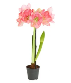 Amaryllis - Hippeastrum-Hybride, Zweitriebig, Sonderfarben -Progarden Pflanzen Verkäufe 8736175 WE FS 004 HippeastrumAmaryllis2TrSofaRosa