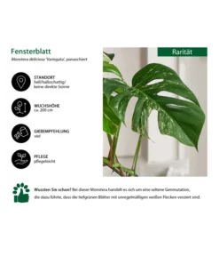 Fensterblatt - Monstera Deliciosa 'Variegata', Panaschiert -Progarden Pflanzen Verkäufe 8742181 WE IG 001 FensterblattMonsteraVariegata