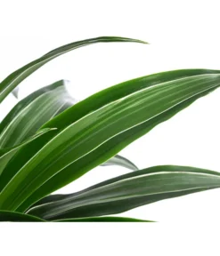 Drachenbaum - Dracaena 'White Stripe', In Keramik -Progarden Pflanzen Verkäufe 8742520 WE DE 004 DracaenaDeremensisWhiteStripeT21 MonatsangebotMai2022