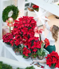 Rote Teppichbeere -Progarden Pflanzen Verkäufe 874704 WE MO 001 WeihnachtsblueherRot