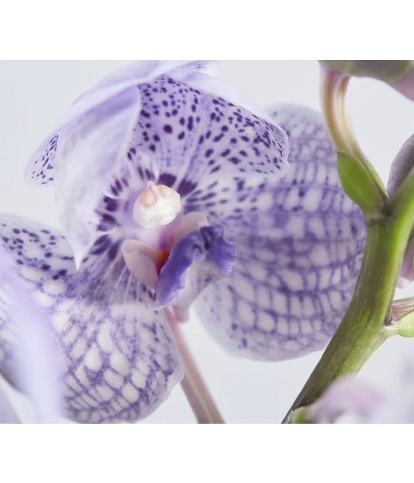 Orchidee - Vanda Cultivars 'Vanda', Im Glas 5 Orchidee - Vanda Cultivars 'Vanda', Im Glas – Bild 5