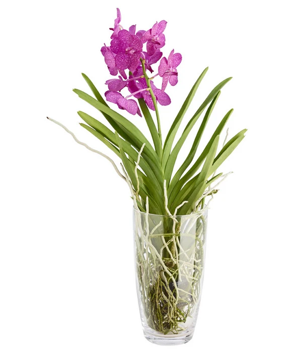 Orchidee - Vanda Cultivars 'Vanda', Im Glas 1 Orchidee - Vanda Cultivars 'Vanda', Im Glas