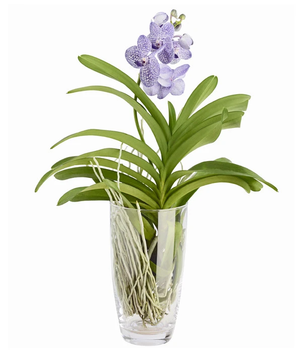Orchidee - Vanda Cultivars 'Vanda', Im Glas 2 Orchidee - Vanda Cultivars 'Vanda', Im Glas – Bild 2