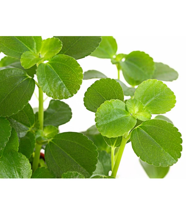 Kanonierblume - Pilea Depressa 'Sao Paulo' 2 Kanonierblume - Pilea Depressa 'Sao Paulo' – Bild 2