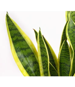 Bogenhanf - Sansevieria Trifasciata Var. Laurentii -Progarden Pflanzen Verkäufe 8760076 8267932 8267973 BE DE 001 SchwiegermutterzungeT11DehnerExpressHerzig