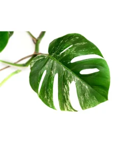 Fensterblatt - Monstera Deliciosa 'Variegata', Panaschiert -Progarden Pflanzen Verkäufe 8765257 WE DE 001 MonsteraVariegataT17